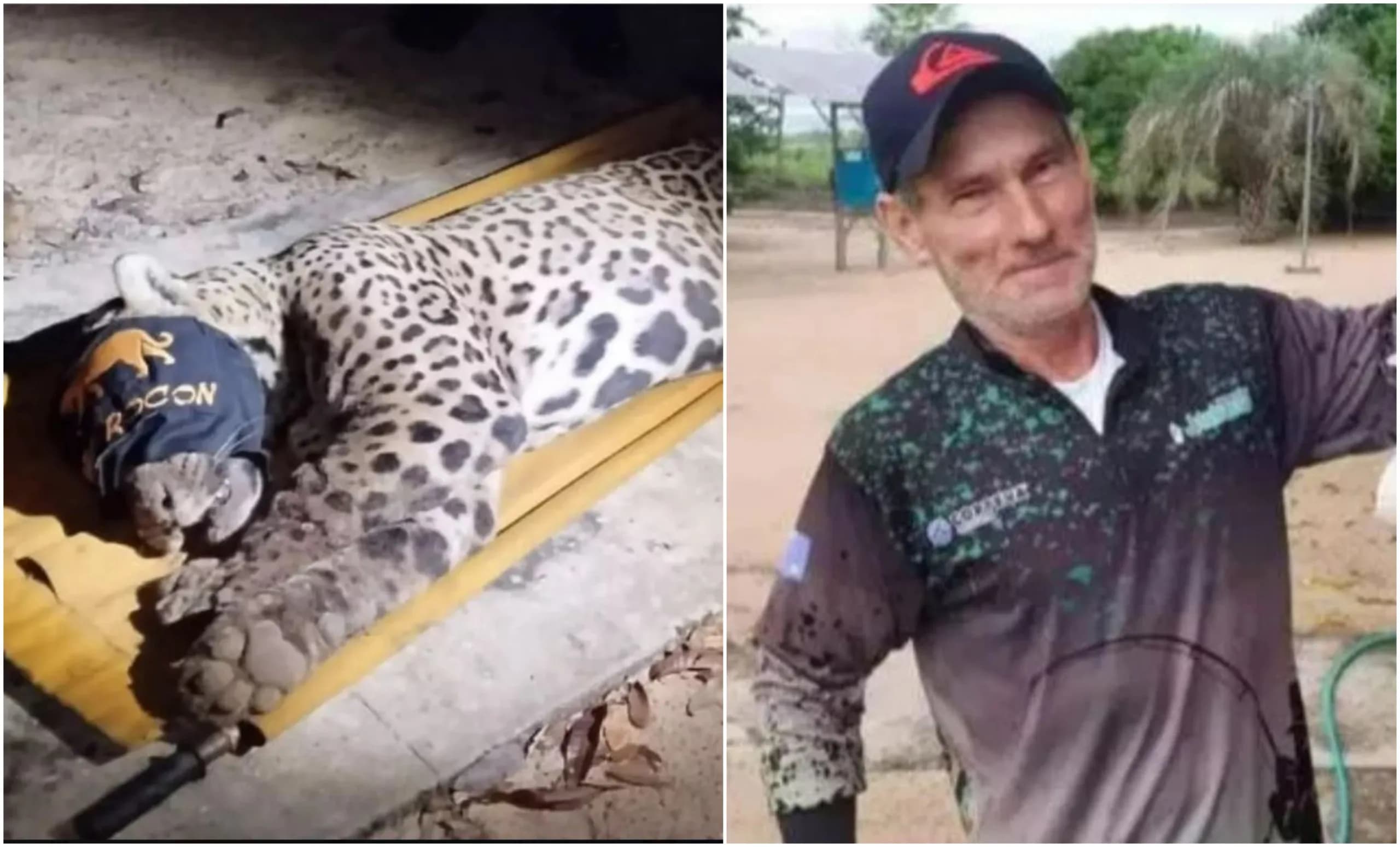 VÍDEO: Onça que matou caseiro é capturada no Pantanal; macho tem 94 kg