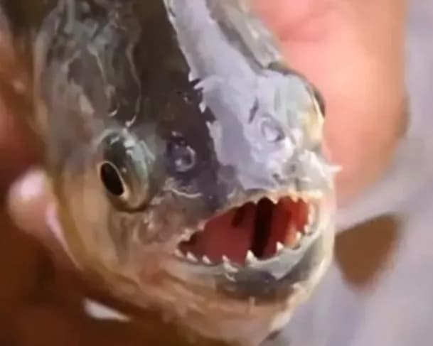 Ataque de tambaqui: balneário é fechado após registros de ataques do peixe