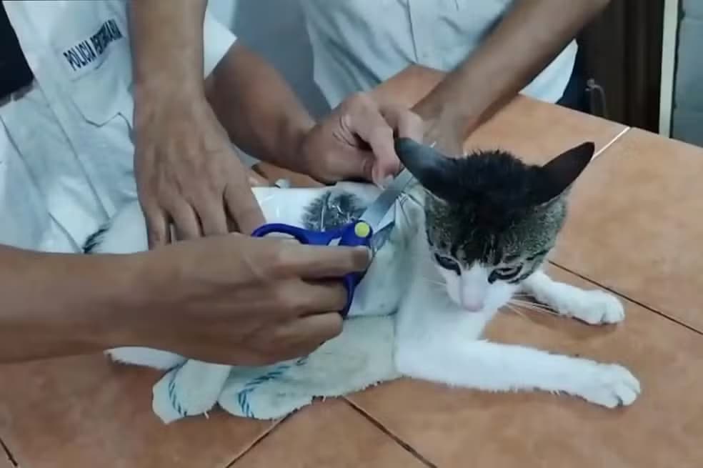 “Traficante de 4 patas”: Gato é flagrado contrabandeando maconha e crack para prisão na Costa Rica