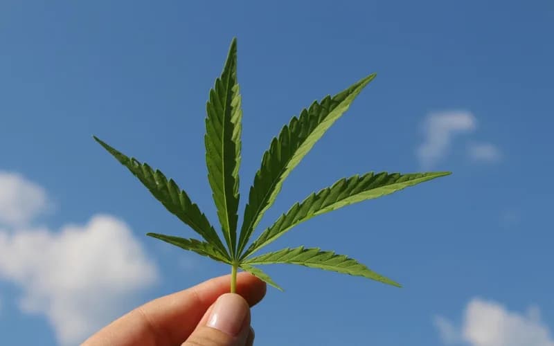 Uso recreativo da maconha pode se tornar proibido em espaços públicos de Manaus; projeto avançou na CMM