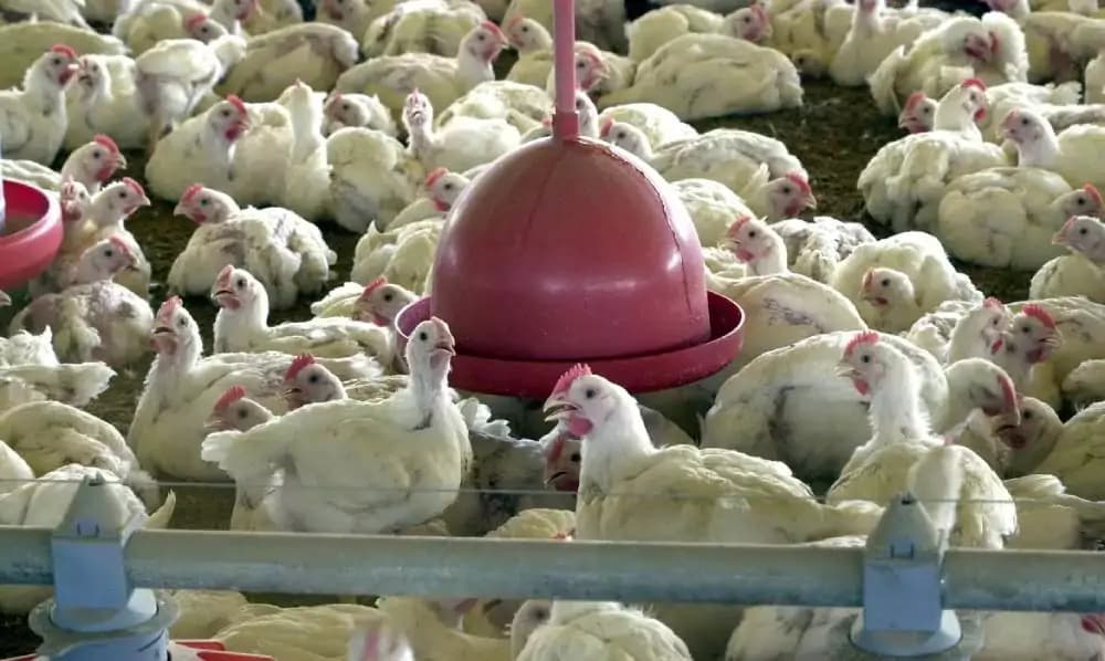 Com veto da China, exportações brasileiras de frango enfrentam novo baque