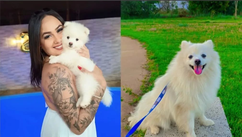 Ex-marido não aceita fim do casamento e mata cachorro da ex a facadas