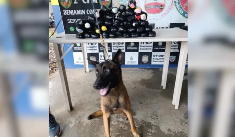 Cão policial descobre pasta base de cocaína em embarcação no porto do DNIT