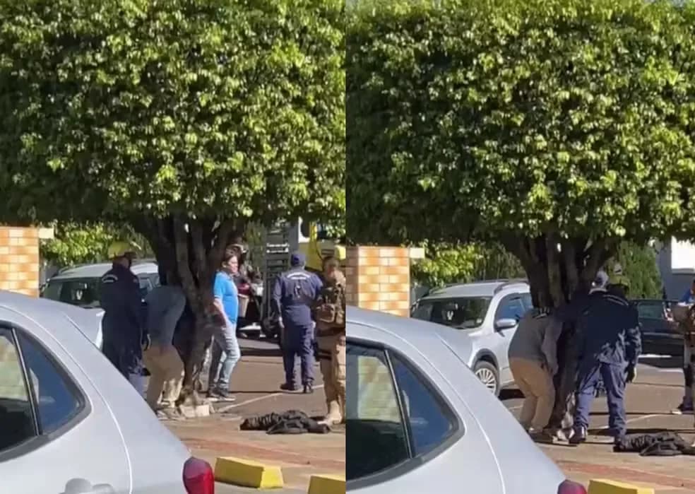 VÍDEO: bêbado prende a cabeça em tronco de árvore, em SC