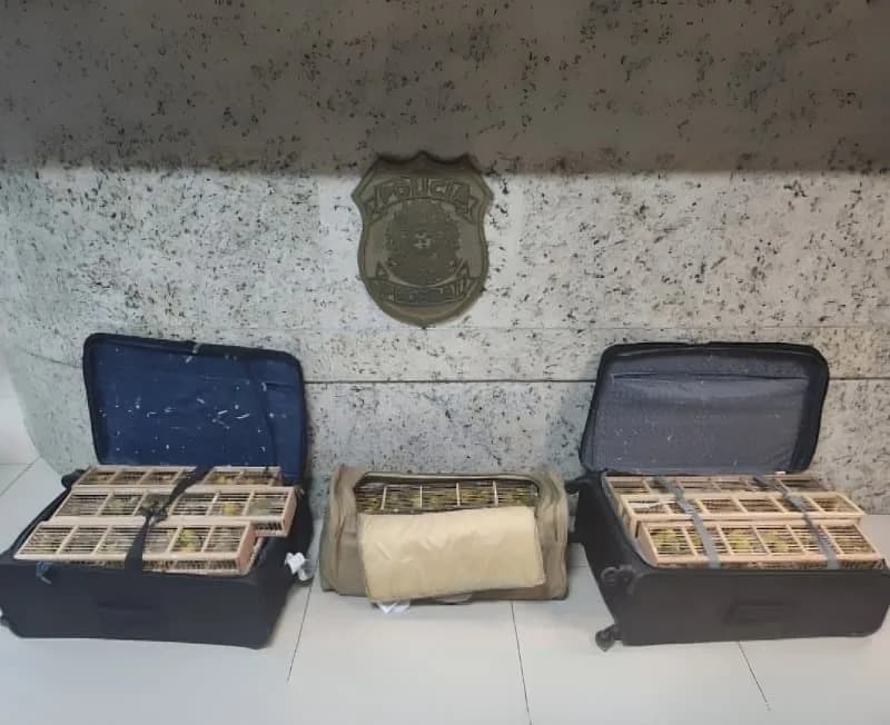 Homem é condenado por tentar levar 310 aves silvestres de Manaus para São Paulo