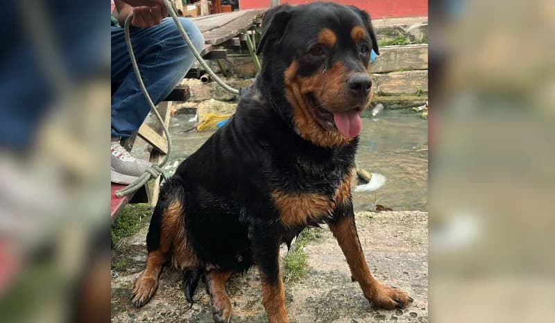 Cachorro é resgatado de igarapé na zona sul de Manaus e moradores procuram pelo tutor