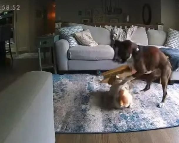 Cachorro salva companheiro de convulsão e vira herói nas redes sociais