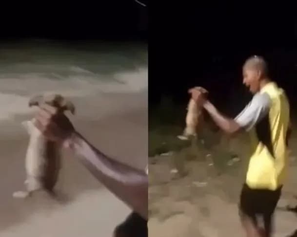 CRUELDADE: Homem arremessa filhote de cachorro em matagal; animal é encontrado morto