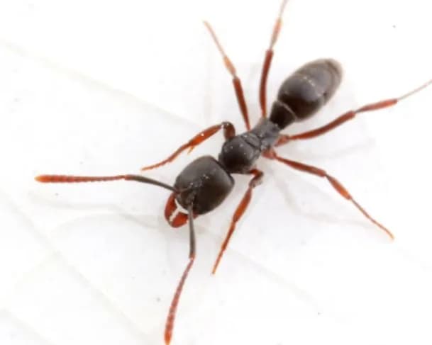 Autoridades americanas emitem alerta sobre praga venenosa mortal