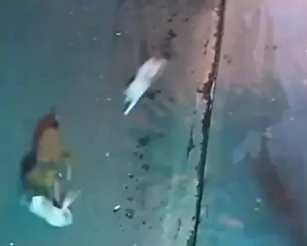 Gatinho enfrenta cachorro para salvar vida de companheira felina