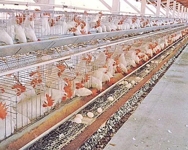 Argentina suspende importação de carne de frango brasileira após caso de gripe aviária em granja