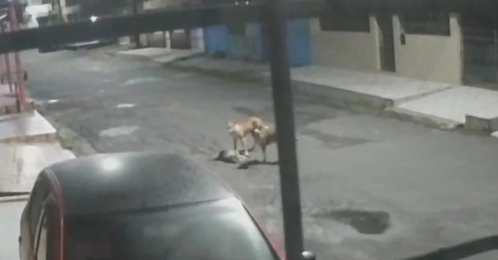 Câmeras registram ataque fatal de pitbulls a cadela em rua de Manaus
