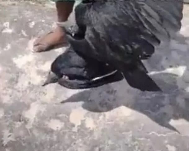 &#8220;Tá gordinha&#8221;: homem vende urubus como galinha caipira