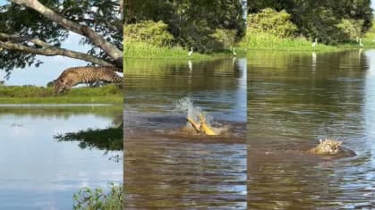 No Pantanal, onça é filmada atacando jacaré em rio