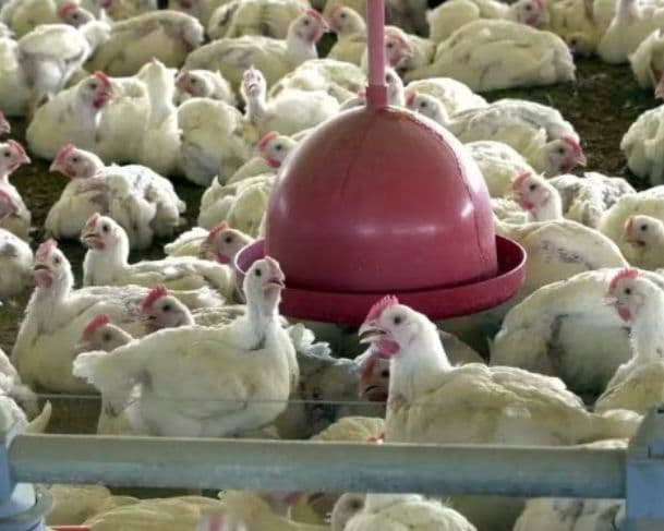 17 países retiram restrições às importações de carne de frango do Brasil