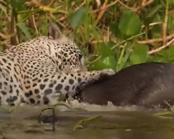 VÍDEO: Cineastra registra onça-pintada atacando capivara no Pantanal mato-grossense