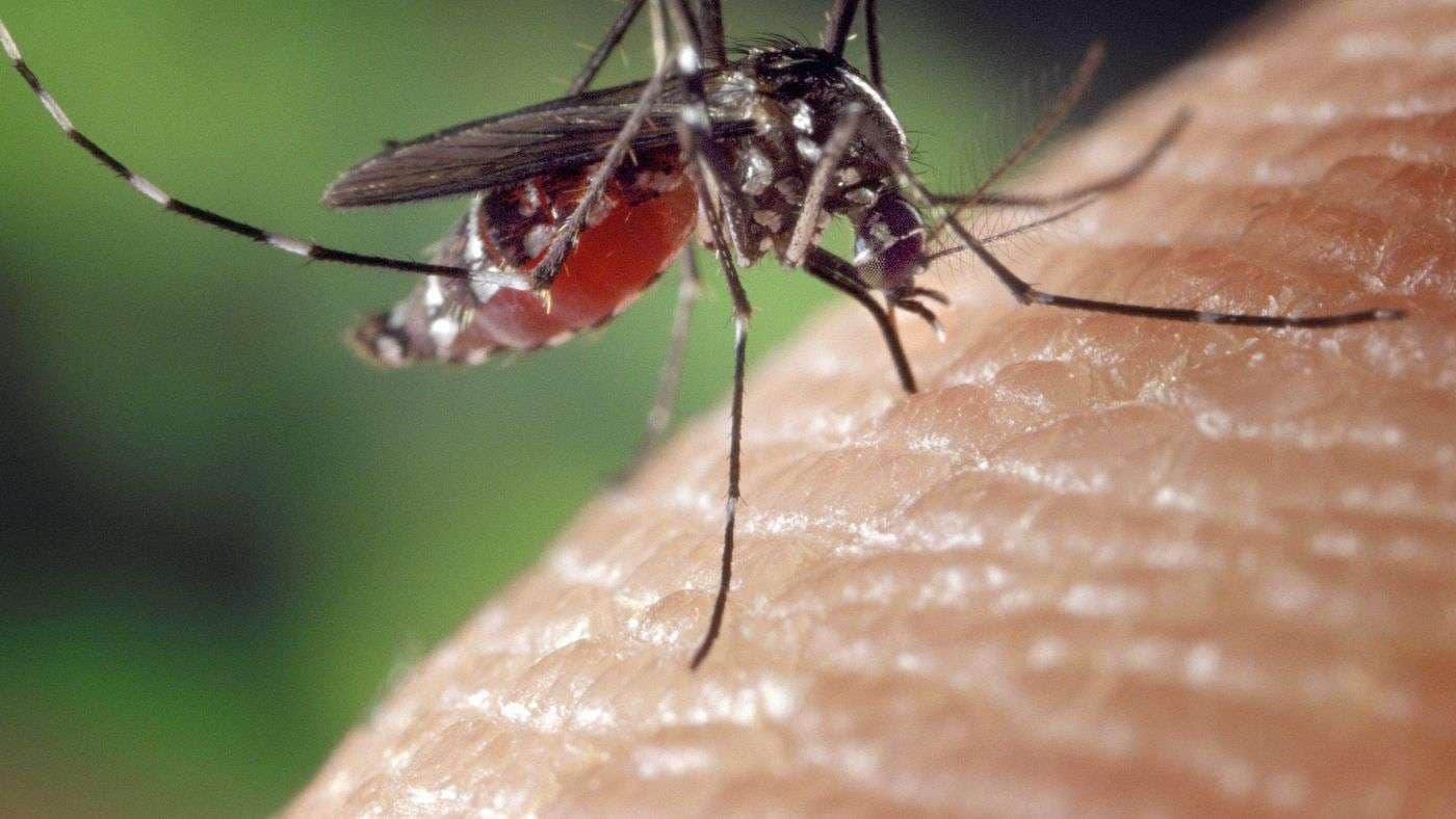 Conheça truque caseiro com ingrediente inusitado para espantar mosquitos