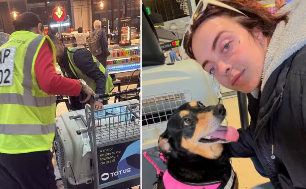 Cadela vinda de Portugal some em aeroporto de SP; família aponta descaso