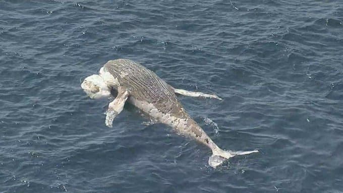 Baleia é encontrada morta em orla do Rio de Janeiro