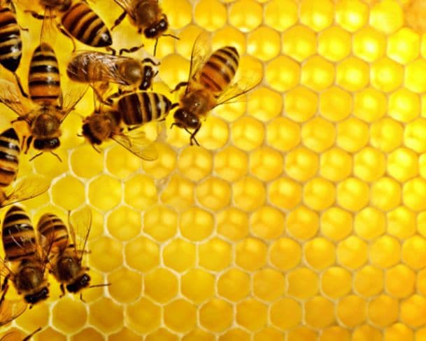 Exportação de 95 toneladas de mel do Piauí é cancelada pelos EUA
