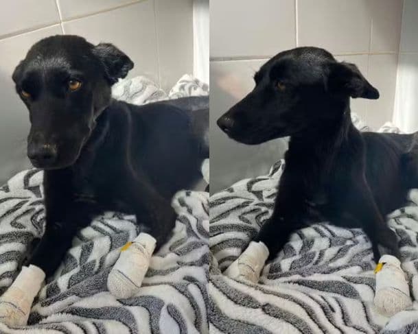 Cadela tem três patas amputadas após ser mutilada pelo tutor; homem é preso em flagrante