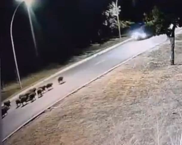 Imagens fortes: motorista atropela grupo de capivaras que atravessava pista