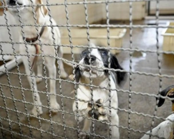 Câmara aprova fim dos testes com animais em cosméticos e produtos de higiene