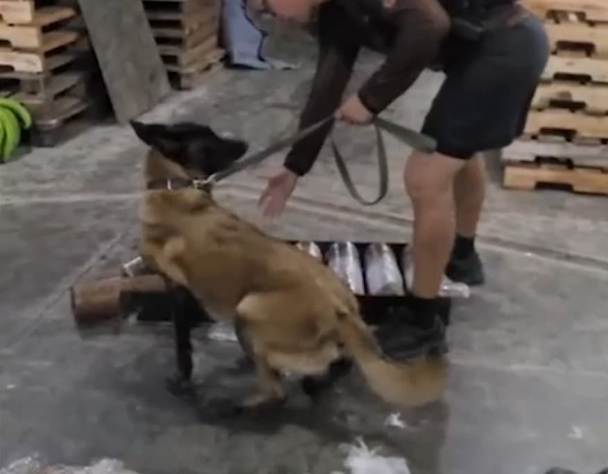 Cadela farejadora ajuda PM a encontrar droga escondida em cilindros de máquina durante fiscalização no rio