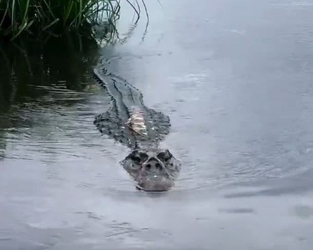 Jacaré de estimação? Influencer registra crianças chamando animal por nome e ele aparece