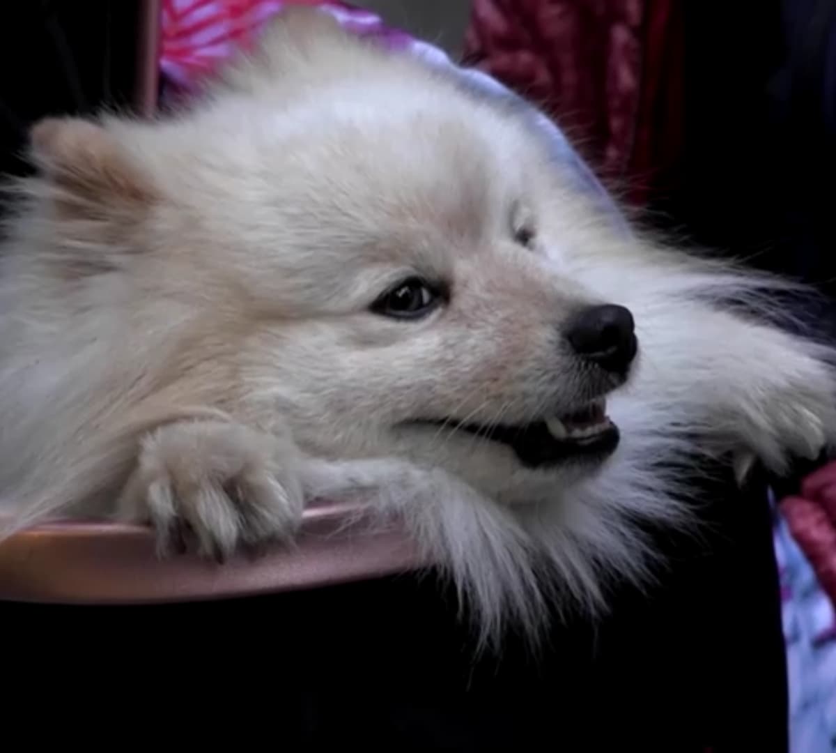 Cachorro salva família de ataque de drones russos na Ucrânia