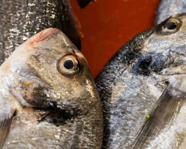 Brasil suspende exportação de peixes e frutos do mar para os EUA