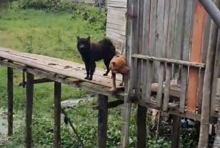 Polícia resgata cães maltratados em casa usada como esconderijo do tráfico no AM