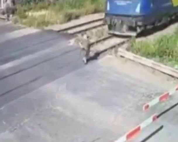 Imagem forte: idosa fica dilacerada após ser atropelada por um trem na Romênia