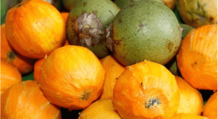 Polinizadores são essenciais para agricultura do Amazonas, atesta nova pesquisa