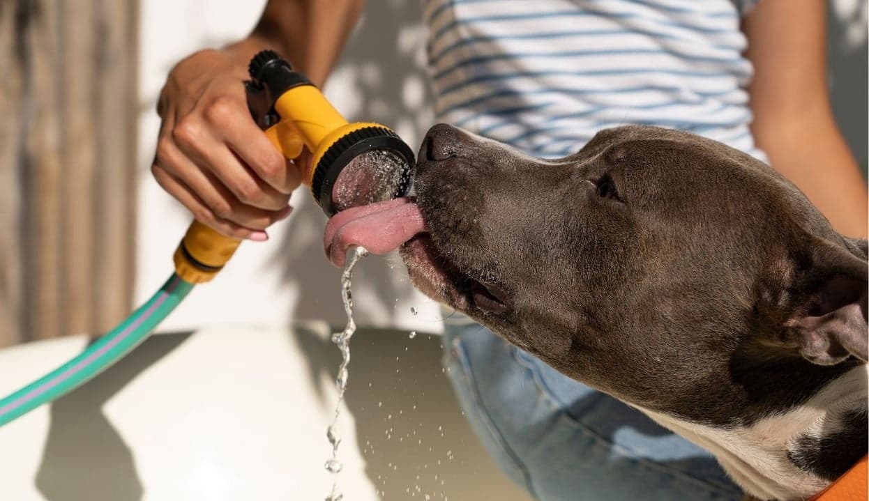 Verão amazônico: veterinário faz alerta para impactos do calor extremo em cães e gatos