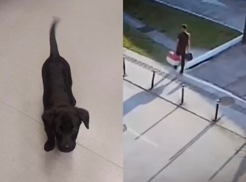 Passageiro abandona cachorro em aeroporto e é preso no desembarque