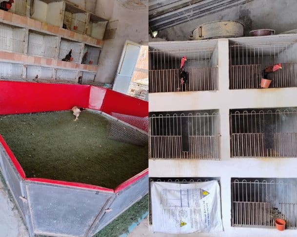 Casal é preso por maus-tratos a animais na zona Norte de Manaus