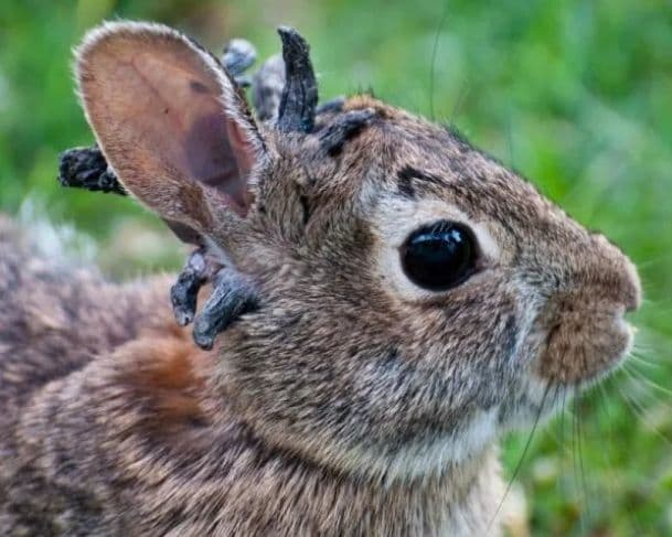 Coelhos com “tentáculos” pelo corpo assustam internautas; entenda o caso