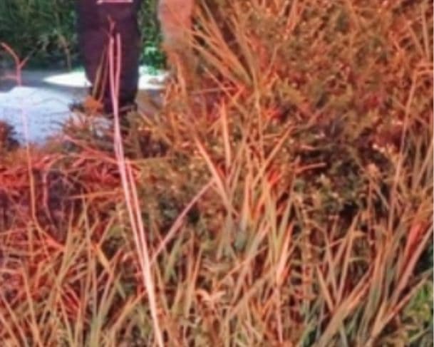 Corpo com sinais de tortura é encontrado por grupo de oração em Manaus