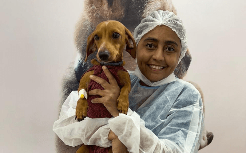 Dia Mundial do Cachorro: cuidados essenciais ao ‘melhor amigo’