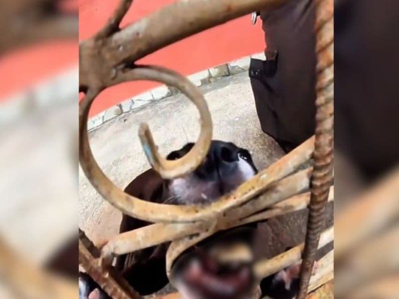 Filhote de cachorro é resgatado após ficar com boca presa no portão em Manaus