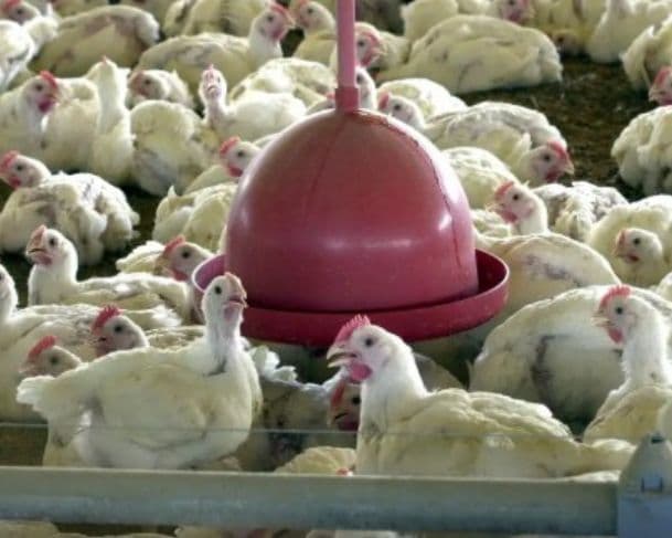 Chile e Arábia Saudita retomam a compra da carne de frango brasileira