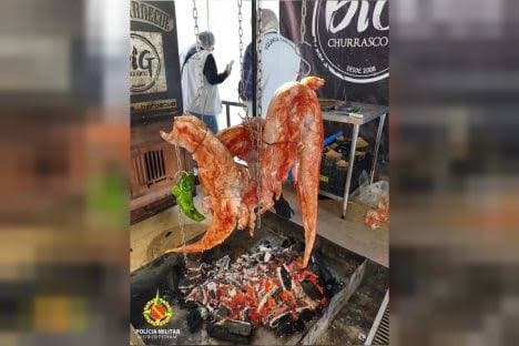 Churrasco excêntrico: Operação apreende carne de jacaré em evento de gastronomia no DF