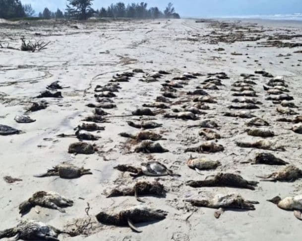 Mais de 700 pinguins são encontrados mortos no Litoral Paulista