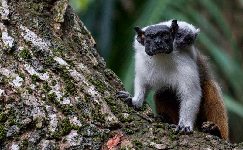 Vereador de Manaus quer que 24 de outubro seja o Dia do Sauim-de-coleira