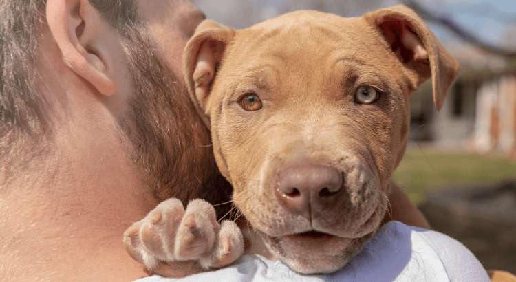 Após separação, Justiça manda homem retirar pitbull da casa da ex-esposa; entenda