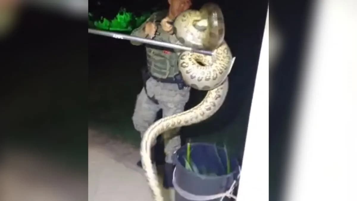 VÍDEO: Sucuri de dois metros é capturada próximo a casas em Salvador