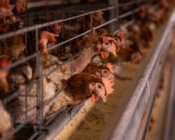 União Europeia reconhece que Brasil está livre da gripe aviária