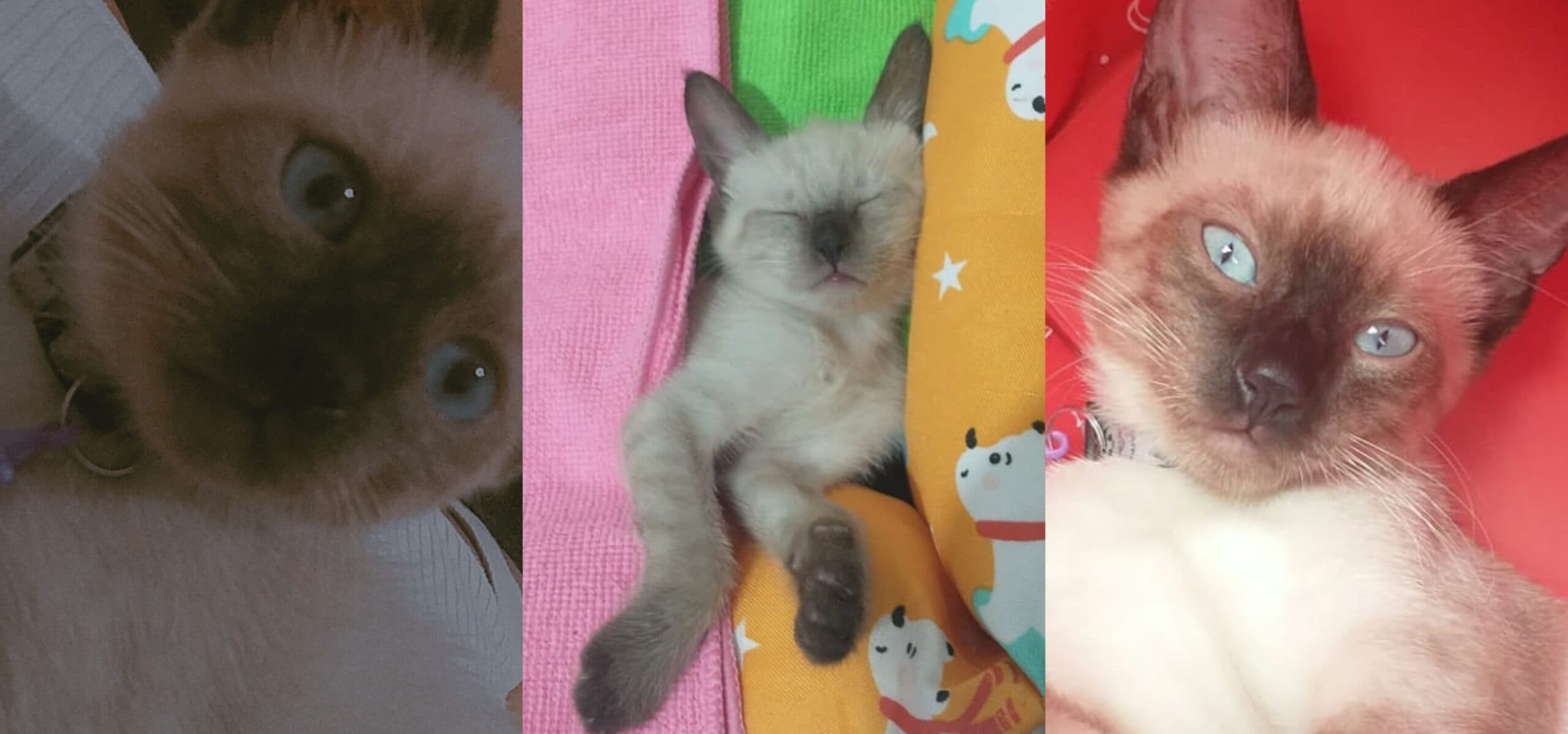 Guarda compartilhada de pets: quando o bem-estar do animal vira prioridade no fim de um relacionamento