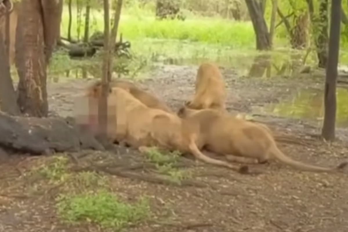 VÍDEO: Funcionário de zoológico na Tailândia é devorado por leões